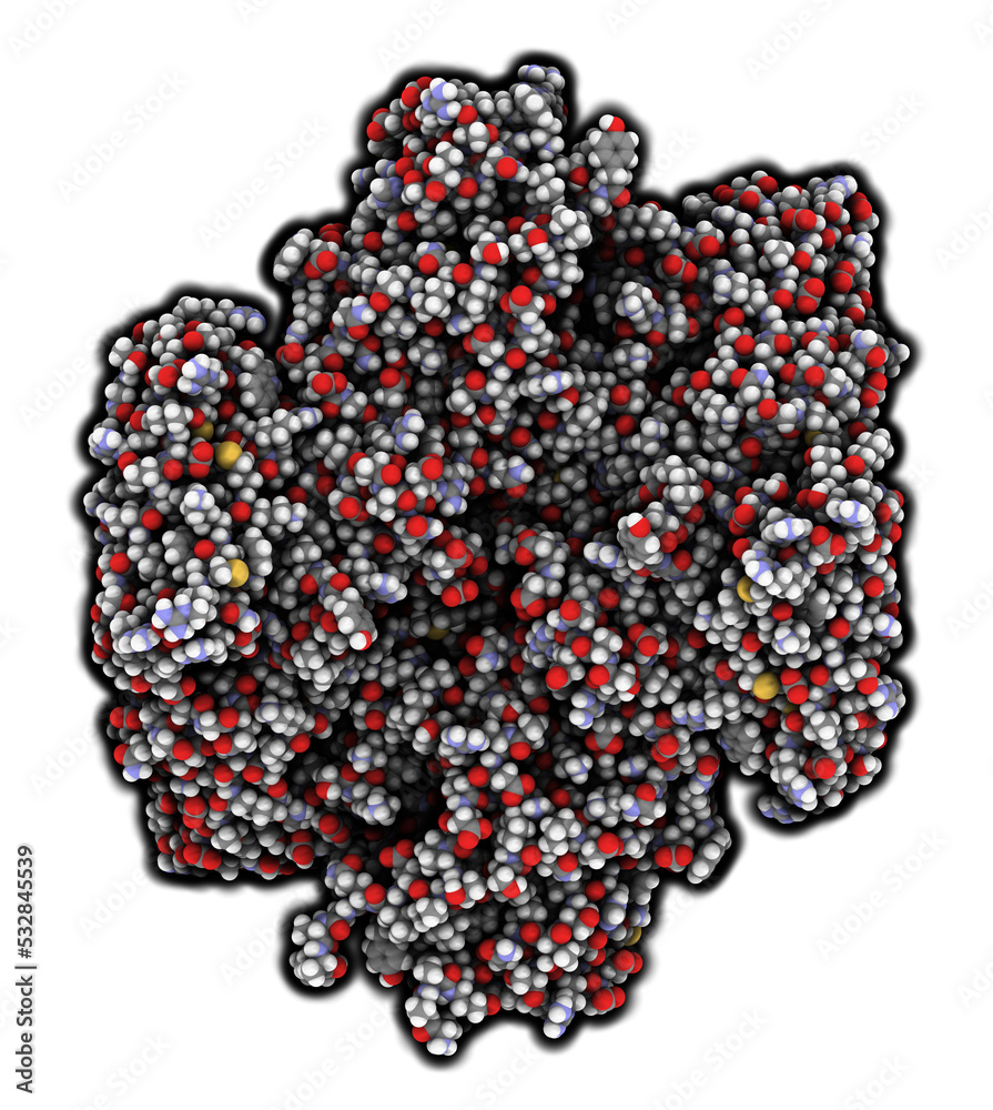 Canvas Prints coagulation factor xiii (fxiii, a subunits), molecular structure. crosslinks fibrin after activation