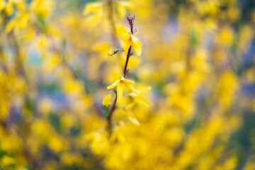 FLORES AMARILLAS PRIMAVERA ABRIL 2022