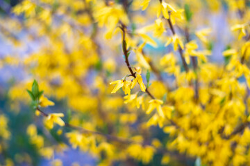 FLORES AMARILLAS PRIMAVERA ABRIL 2022