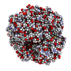 Gamma-glutamyltranspeptidase 1 (GGT 1, gamma-GT, gamma-glutamyl transferase) enzyme. Used as diagnostic marker for liver disease.