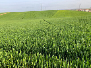 CEREALES VERDES PRIMAVERA 