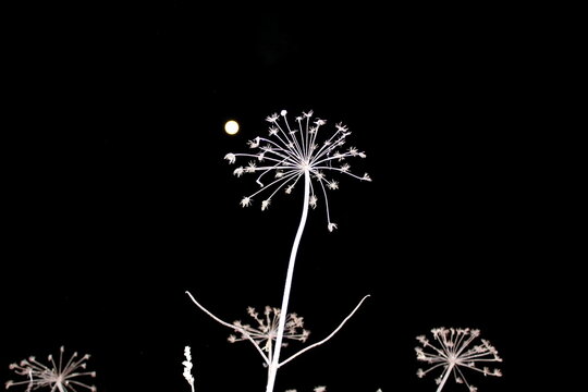 Dry last year's vegetation against the black night sky. Ideal image for design and illustration