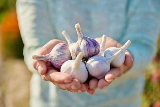 Closeup of head of garlic in woman hands, outdoor