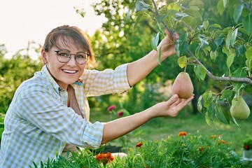 Portrait of smiling woman in fruit orchard, with ripe pears on tree