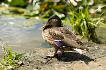 Duck on shore of pond. Duck in sunlight. Waterfowl feathers.