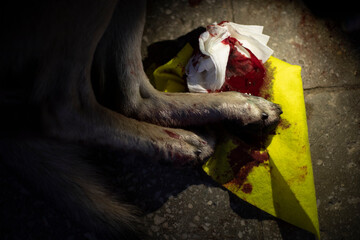 Paw is covered in blood. Wounded dog. Injury to pet.