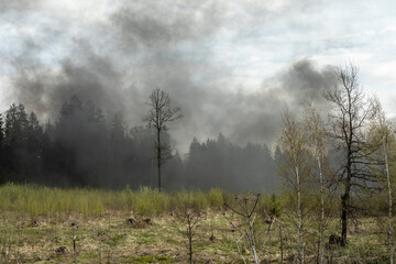 Obraz na płótnie Canvas Smoke in woods. Fire in nature. Black smoke in countryside. It's dangerous situation.