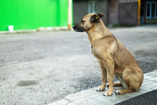 Stray dog on street. Animal without owner.