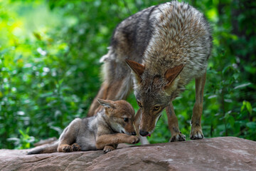 Adult Coyote (Canis latrans) and Pup Interact With Each Other on Rock Summer