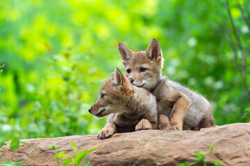 Coyote Pup (Canis latrans) Sits on Rock With Head on Siblings Back Summer