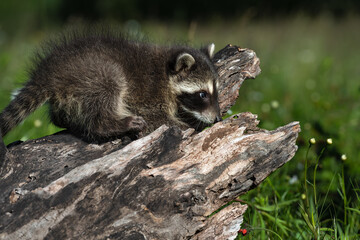 Fototapeta premium Raccoon (Procyon lotor) Investigates Log Summer