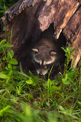 Raccoon (Procyon lotor) Crawls Out of End of Log Summer