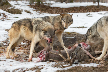 Grey Wolf (Canis lupus) Snarls and Lays Ears Back Over White-Tail Deer Carcass Winter - 532847535