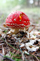 im fliegenpilz frisst der wald mistkäfer 