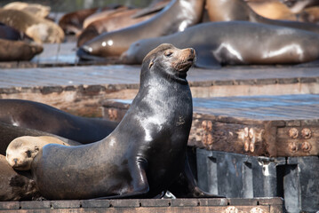 A stoic looking sea lion posing on the dock in San Francisco