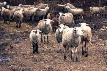 Flock of sheep waiting to go out to graze