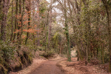 Nice path through a beech forest