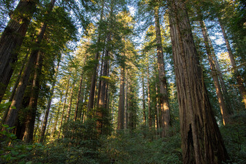 An inside view of a beautiful redwood forest