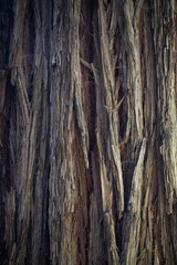 A close up detailed view of a massive redwood tree