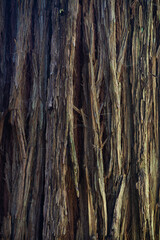 A close up detailed view of a massive redwood tree