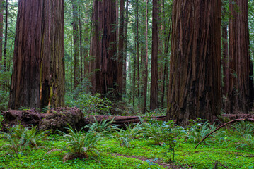 A forest scene with several massive redwood trees