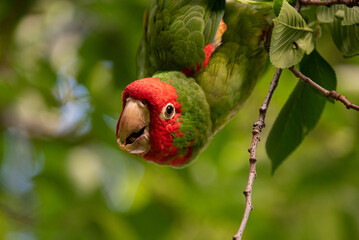 A parrot hanging down from a tree