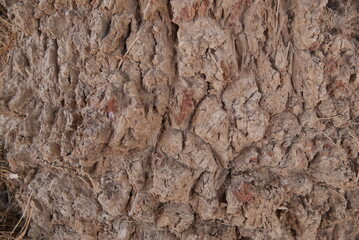 tree bark