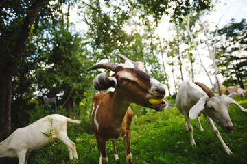 Dairy goats on a small farm in Ontario, Canada. Saanan and Alpine goat herd grazing in a hayfield.