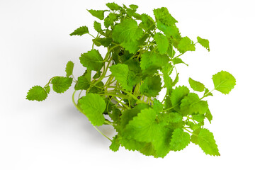 Fresh green bunch of young lemon balm on a white background.