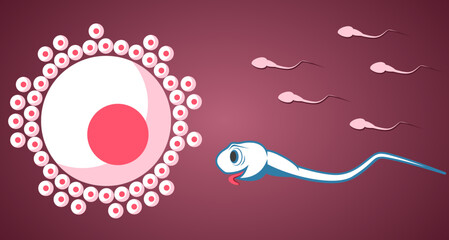 Cartoon Sperm cell hurries to the egg cell.