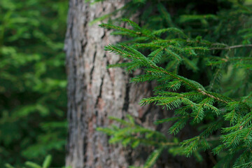 Naklejka premium green fir branches and tree trunk in the forest as a wild nature background