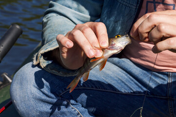 The hands of a man hold a caught fish on the lake. The perch is caught on the bait with a hook in...