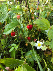 Ripe strawberries on a sunny summer day in the meadow. Natural healthy food.