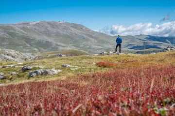 Hiker on the end of a field of dried blueberries with the Observatory, the highest peak of the Bjelasnica mountain, in the background