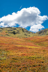 A field of dried blueberries on a mountain with a rocky peak in the distance and clouds and blue sky in the background