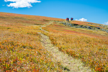 Trail in blueberry meadow with dry leaves in autumn with hikers in the distance blurred and unrecognizable and blue sky in the background - path to heaven