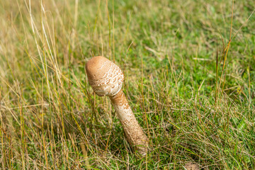 A young round parasol mushroom in the grass in the field