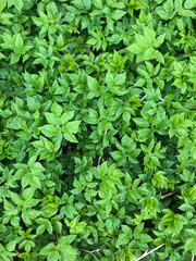 Green grass on a summer day. Natural greenery in the meadow. Screen saver.