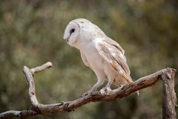 the barn owl is perched on a branch