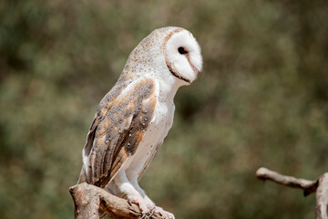 this is a side view of a barn owl