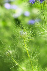 nigelle damassée (nigelle de damas) dans un champ de fleurs vertes avec la rosée du matin (goutte d'eau - pluie) . fleur blanche et fleur bleue. photo avec bokeh. nigella damascena - image verticale