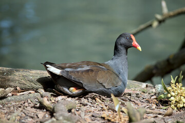 this is a side view of a dusky moorhen resting by the lake