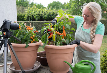 middle aged woman transplant seedlings of cherry tomatous into a large pot