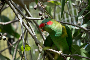 the musk lorikeet is perched on a bush