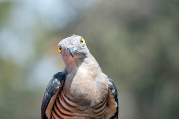 The Pacific Baza is a medium-sized, long-tailed hawk with a prominent crest. It is slim-bodied, with a narrow grey head and neck.