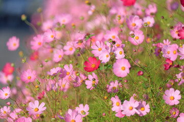 Cosmos blooming along the road to Misawa Airport