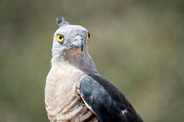 this is a close up of a pacific baza