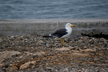 the pacific gull has a white body and head and grey wings