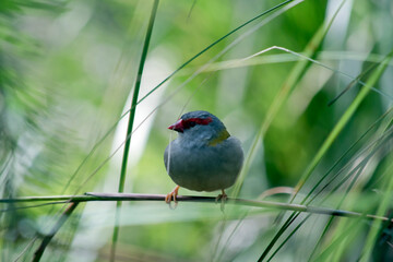 the red browed finch is a grey bird with a red peak and red brow