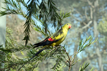 the female regent parrot is light green with an orange beak